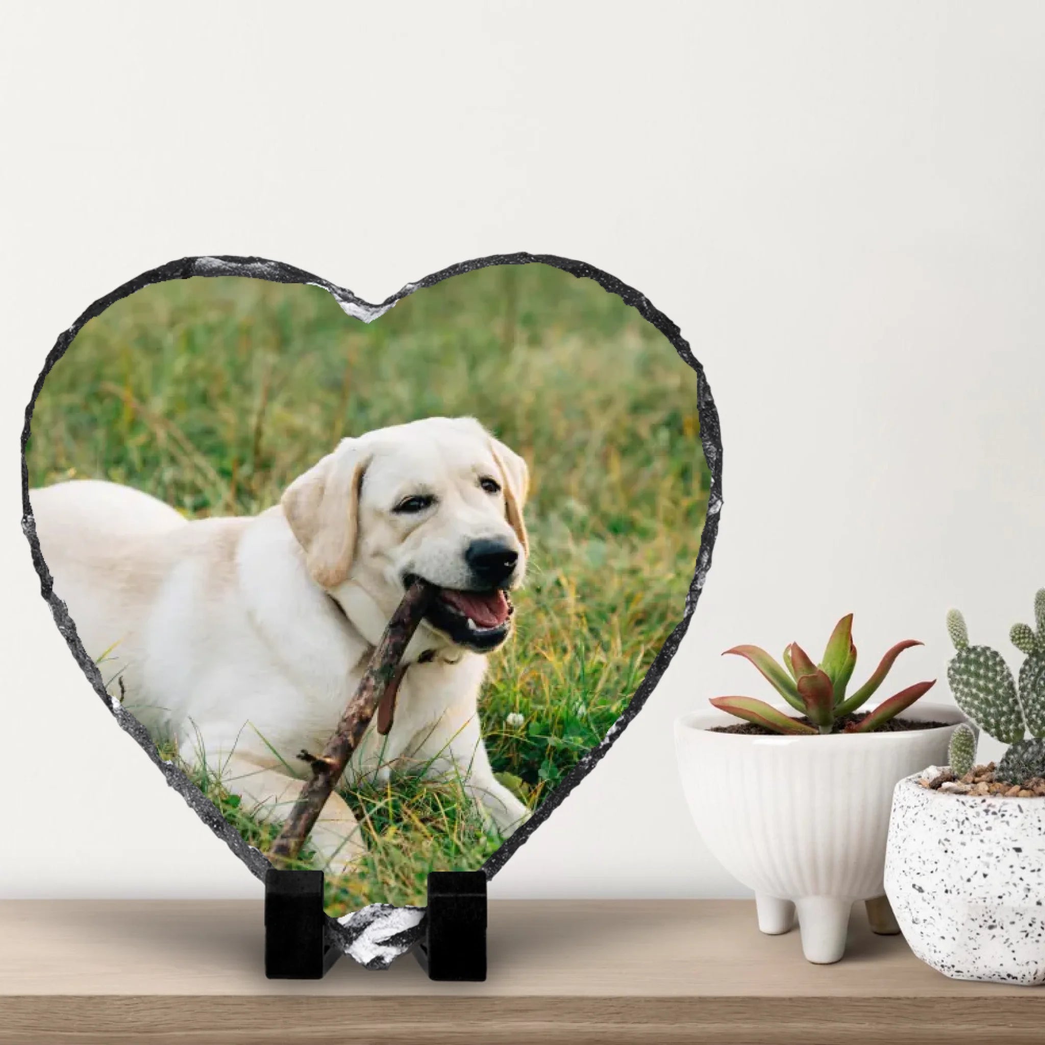 small-cacti-with-white-wall-background